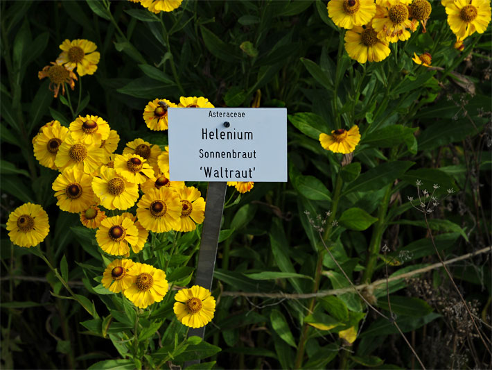 Dunkel-gelb blühende Sonnenbraut-Hybride der Sorte Waltraut mit botanischem Namensschild, botanischer Gattungsname Helenium