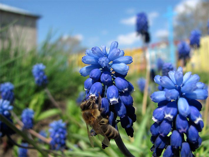 Biene auf einer azur-blau blühenden Armenischen Traubenhyazinthe, botanischer Name Muscari armeniacum, im Garten
