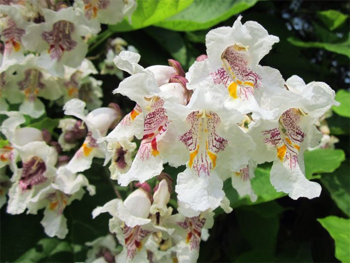 Dekorative, weiße Rispen-Blüten mit purpurfarben geflecktem Blütenschlund und zwei gelben, vertikalen Streifen von einem Trompetenbaum/Zigarrenbaum, botanischer Name Catalpa bignonioides