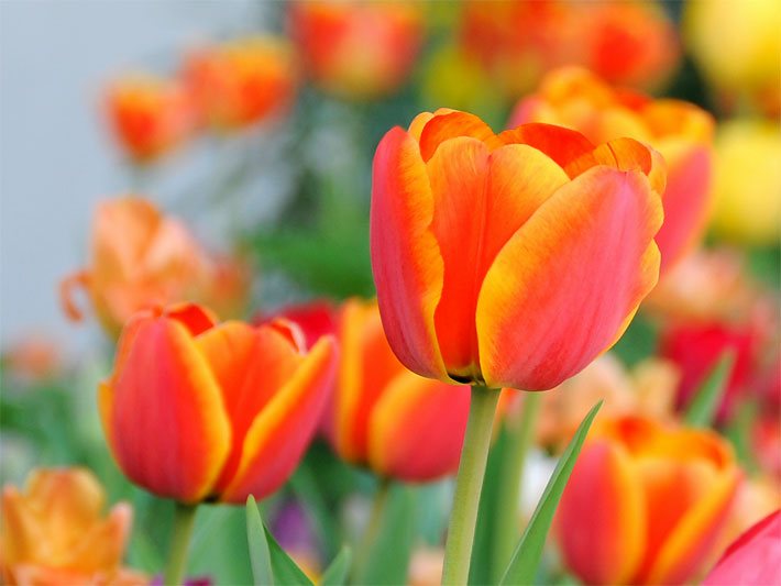 Mehrere orange-gelbe Tulpen-Blüten, botanischer Name Tulipa