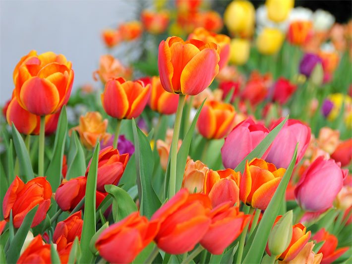Orange-rote, frühblühende Tulpen-Blüten, botanischer Name Tulipa, als Bepflanzung auf einem Friedhof