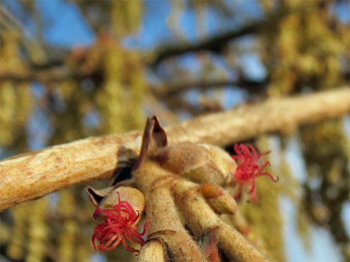 Weibliche Haselnussbaum-Blüte mit roten Narben an einer noch geschlossenen Zweigknospe