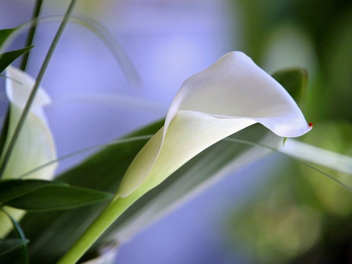 Weiße Blüte einer Zantedeschie bzw. Calla-Lilie, botanischer Name Zantedeschia aethiopica