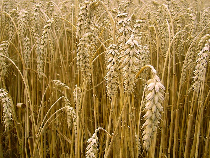Bild einer reifen Weizenähre im Vordergrund von einem Getreidefeld