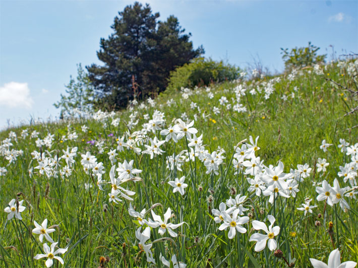 Eine Natur-Wiese im Frühling mit Weißen Dichter-Narzissen, im Hintergrund ein Kiefer-Nadelbaum und Wildsträucher