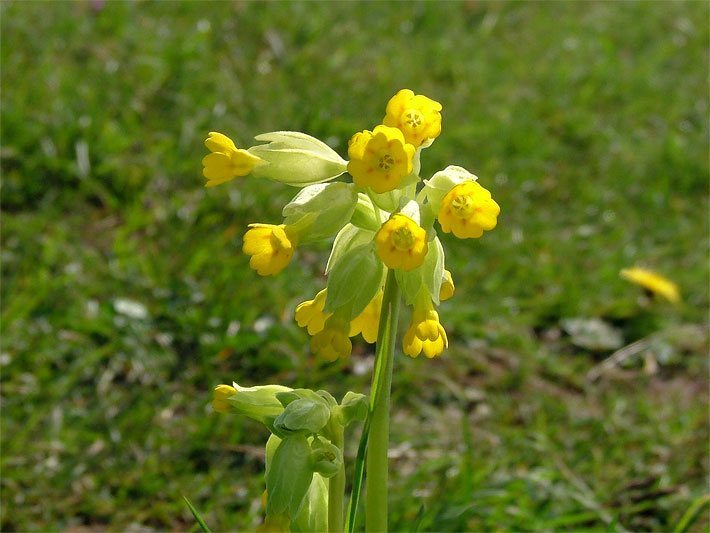 Gelbe Blüten einer Wiesen-Primel bzw. Schlüsselblume, botanischer Name Primula veris