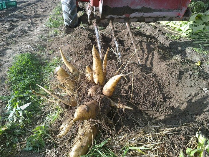 Yacon-Knollen nach der Ernte auf einer Plantage mit einem Traktor, bei denen die helle Wurzel-Haut erkennbar ist und einige zerbrochen sind