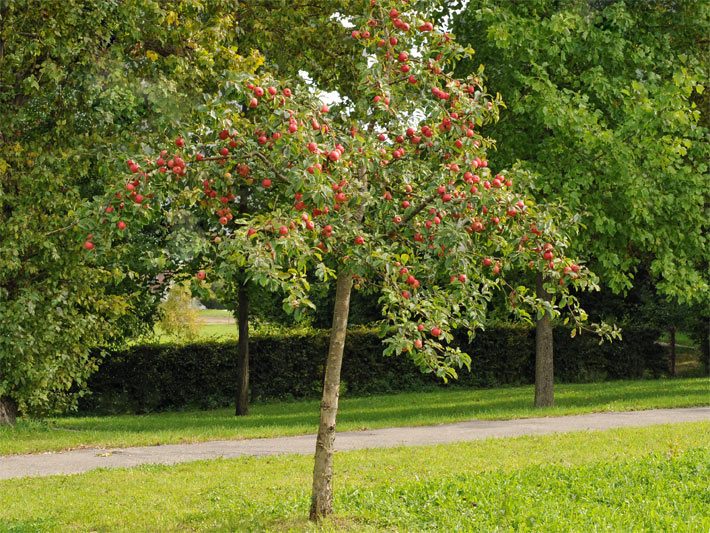 Kleiner Zierapfelbaum in einem Park mit leuchtend roten, kleinen Äpfeln