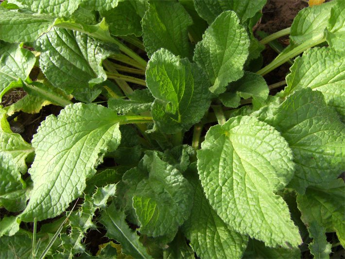 Salatkräuter - Das Salatkraut - Salatgewürze