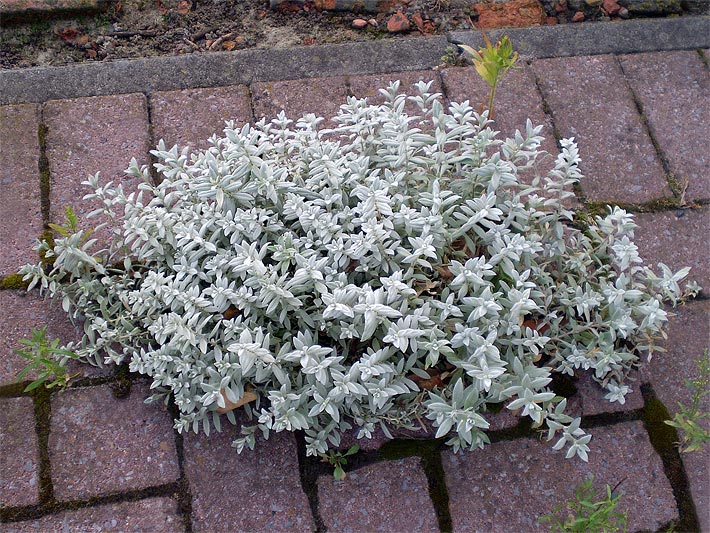 steingartenpflanzen steingartenpflanzen, Garten und Bauten