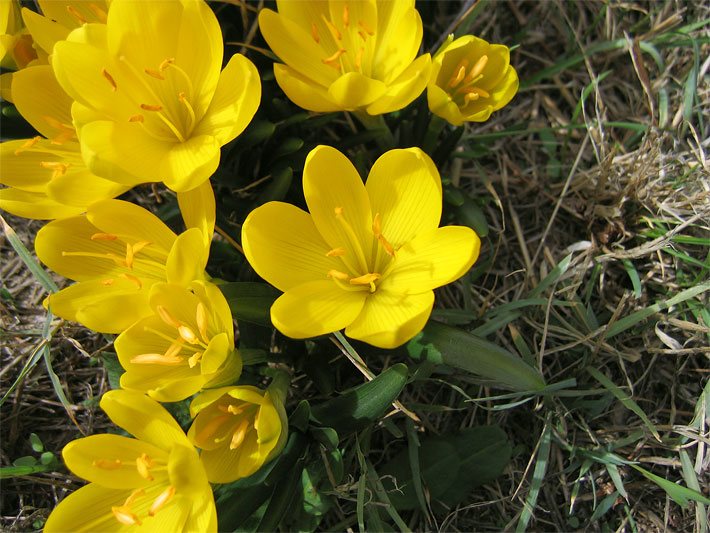 gelbe gartenblumen bestimmen – msglocal gelbe gartenblumen bestimmen – msglocal, Hause und garten