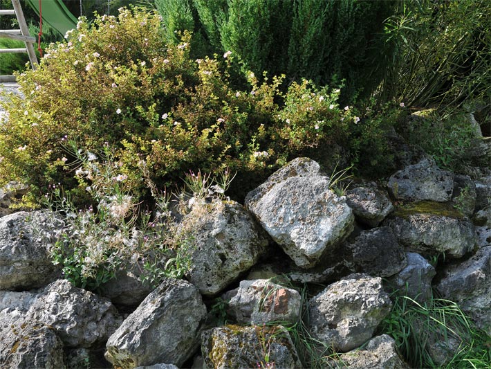 Steingarten, alpinum (alpengarten), kiesgarten, trockenmauer