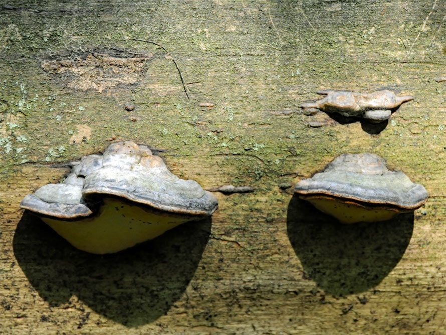 Foto von einem Baum-Pilz auf einem Baumstamm