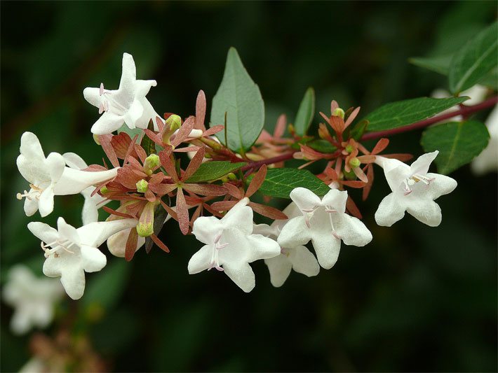 Weiße Blüten einer Grossblättrigen Abelie, botanischer Name Abelia x grandiflora