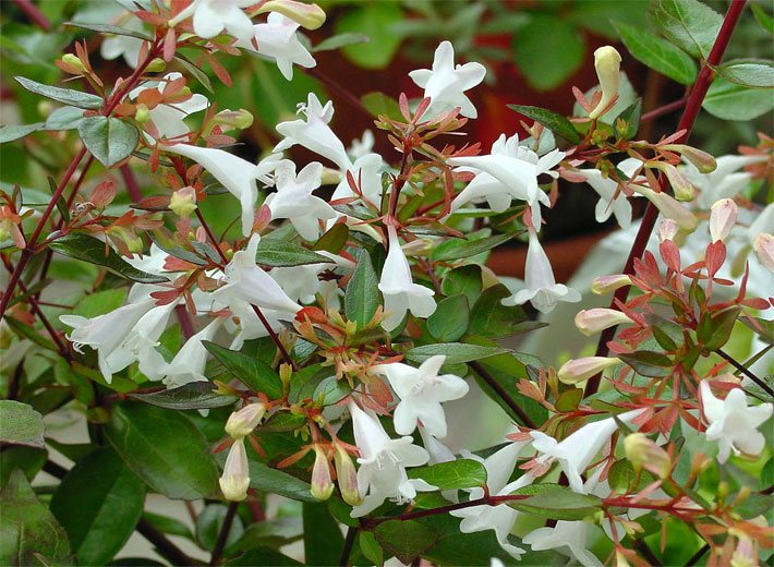 Blätter und weiße Blüten einer Großblättrigen Abelie, botanisch Abelia x grandiflora