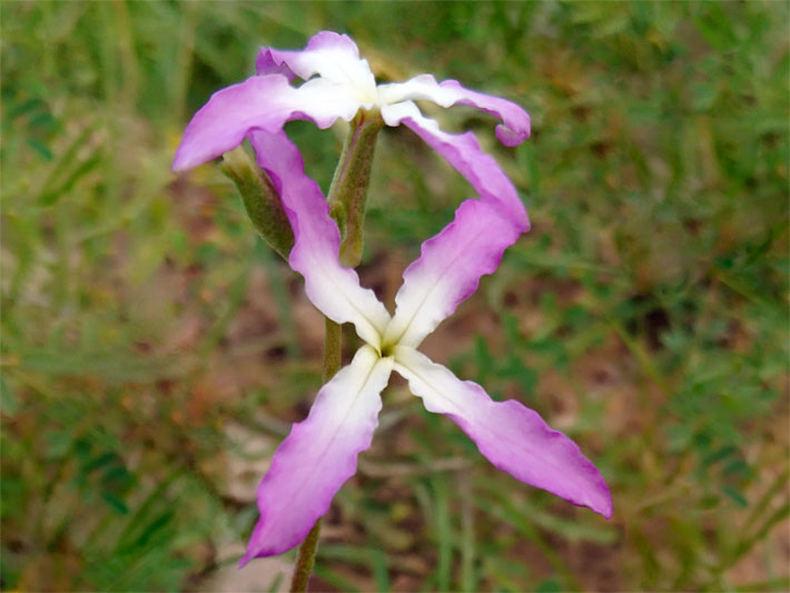 Sternförmige, violette, nach innen ins weiße verlaufende Blüte einer Abend-Levkoje, botanischer Name Matthiola longipetala subsp. bicornis