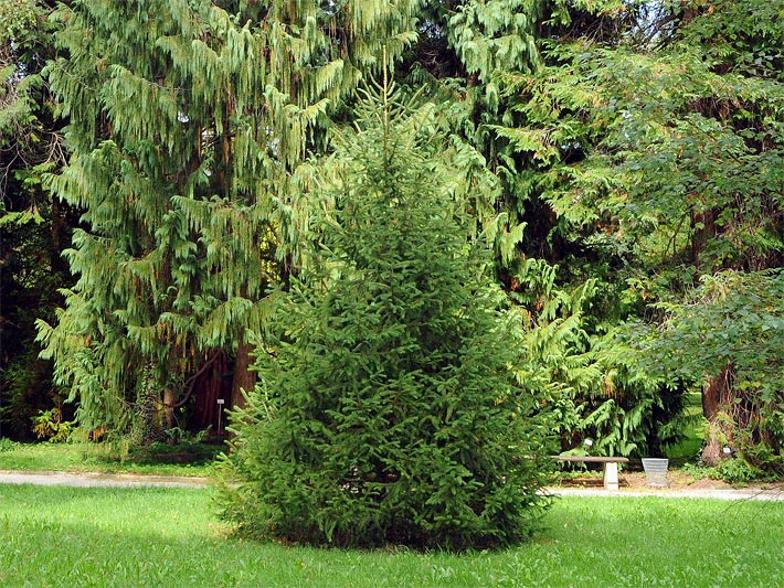 Mittelgrosse Weisstanne Abies alba im September