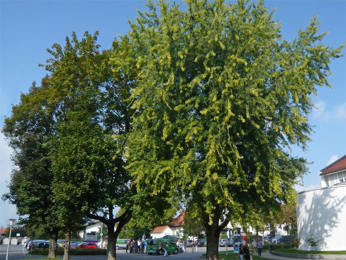 Dunkelgrün belaubter Spitz-Ahorn und hellgrün belaubter Geschlitzter Silber-Ahorn vor einem Parkplatz in einer Stadt