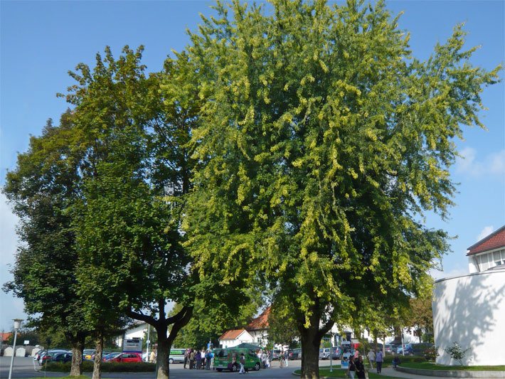 Dunkelgrün belaubter großwüchsiger Spitz-Ahorn und hellgrün belaubter, großwüchsiger Geschlitzter Silber-Ahorn vor einem Parkplatz in einer Stadt