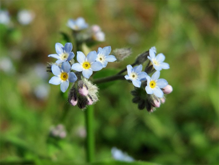 Stieltellerförmige Blüten eines Acker-Vergissmeinnicht, Myosotis arvensis, mit jeweils fünf hellblauen Blütenblättern und weiß-gelber Blütenmitte, auf einem Acker-Feld