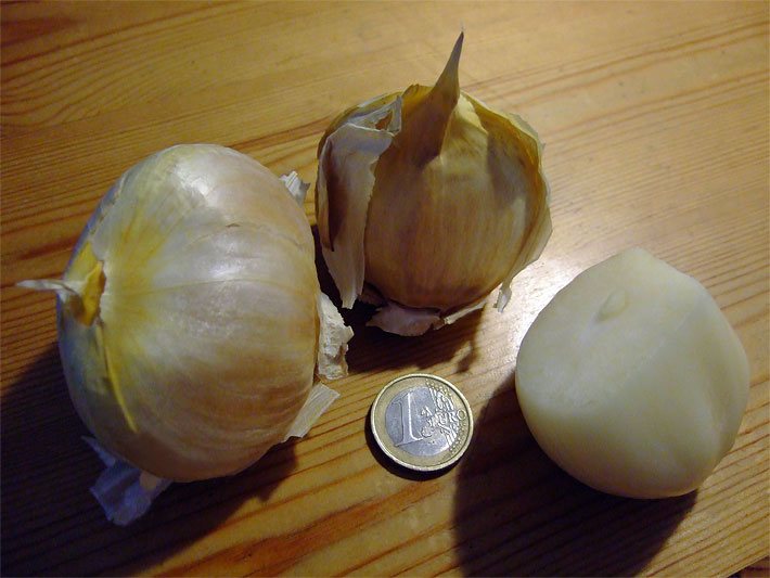 Zwei ungeschälte Knollen vom Ackerknoblauch mit braun-weißer Schale und eine geschälte weiße Knolle mit einem Eurostück als Größenvergleich