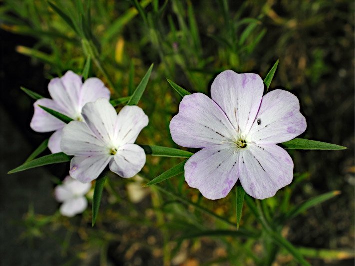 Tellerblüten einer Ackerrade, botanischer Name Agrostemma githago, mit einem Blüten-Stand bestehend aus grünen Kelchblättern und weißen bis blass violetten inneren Kronblättern auf einer Wiese