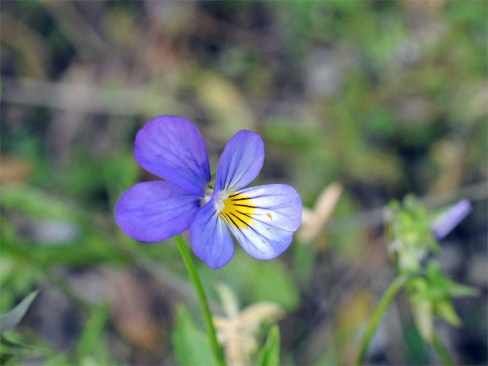 Dreifarbige Blüte eines Ackerveilchens, botanischer Name Viola tricolor, mit den Farben blau-violett, gelb und weiß