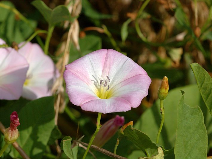 Rosa-weiß gestreifte Blüte einer Ackerwinde, botanischer Name Convolvulus arvensis, mit der Blütenform einer Trichterblume und gelbem Blütenschlund in einem Beet