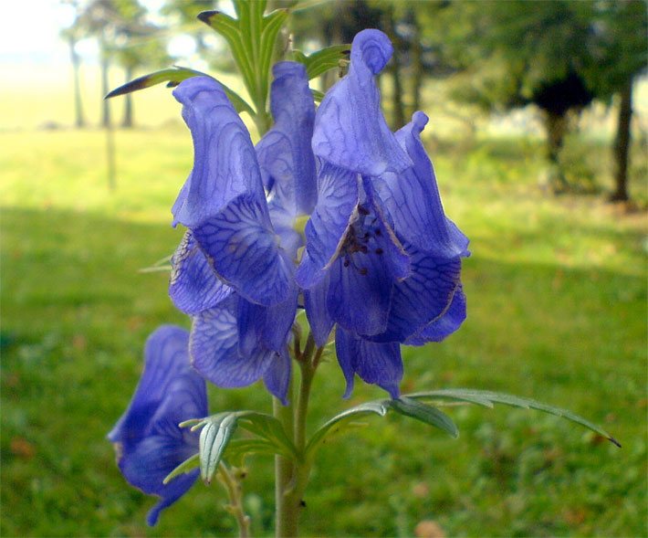 Lilablassblaue Blüte von einem Blauen Eisenhut, botanischer Name Aconitum napellus