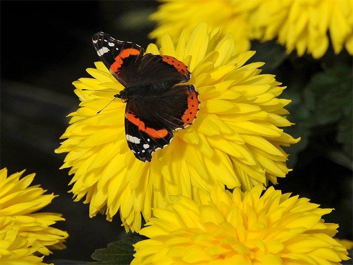 Admiral auf einer gelben Blüte von einem Gefüllten Sonnenhut Rudbeckia laciniata 'Goldball'