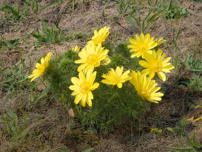 Gelb blühendes Frühlings-Adonisröschen, botanischer Name Adonis vernalis, auf einer Berg-Wiese
