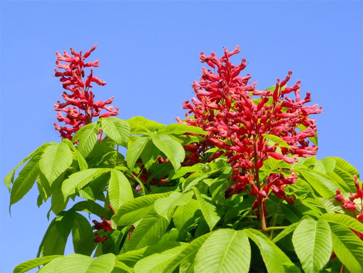 Rote, längliche Blüten einer Echten Pavie oder Roten Rosskastanie