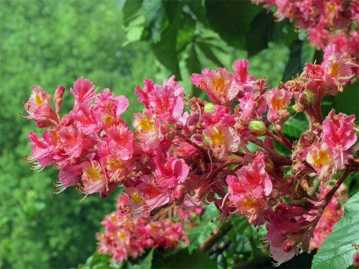 Hellrote bis rosarote Blüten einer Fleischroten bzw. Rotblühenden Rosskastanie