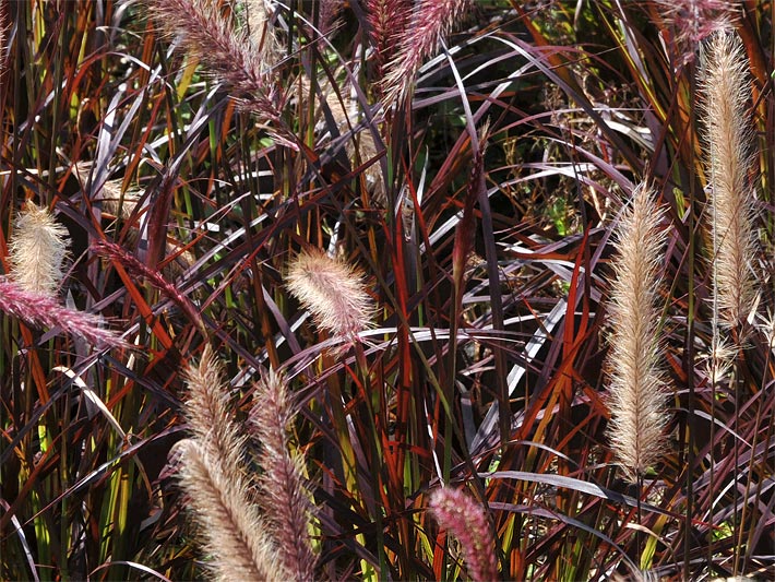 Afrikanisches Lampenputzergras Pennisetum setaceum Rubrum