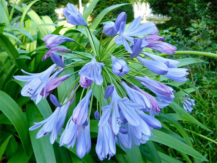 Blau-lila blühende Afrikanische Schmucklilie im Garten, botanischer Name Agapanthus africanus
