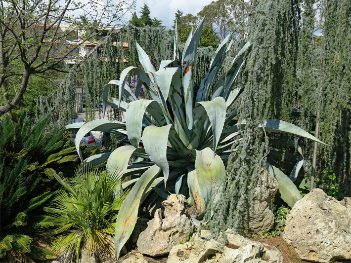 Eine Agave americana in einem Vorgarten