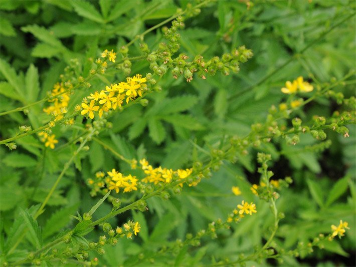 Gemeiner Odermennig, auch Ackerkraut, mit gelben Blüten