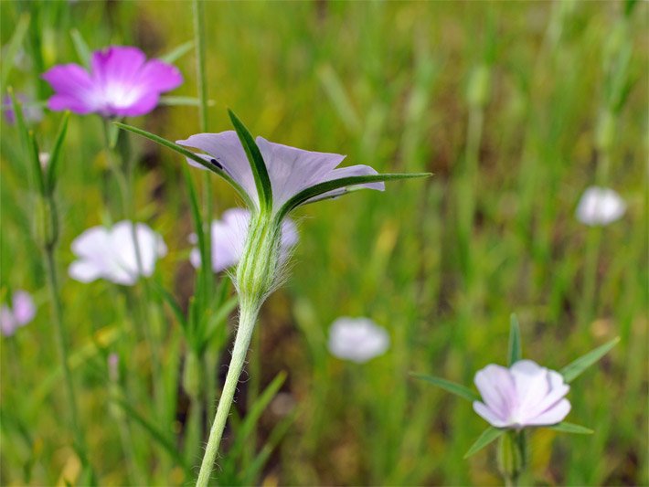 Tellerblüten einer Gewöhnlichen Kornrade, botanischer Name Agrostemma githago, von der Seite aufgenommen mit grünen Kelchblättern, die mit der langen Blüten-Röhre außen verwachsen sind, und lilablassblauen inneren Kronblättern