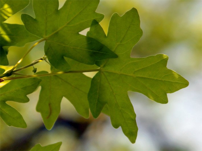 Grüne Blätter am Ast von einem Feldahorn in Großaufnahme