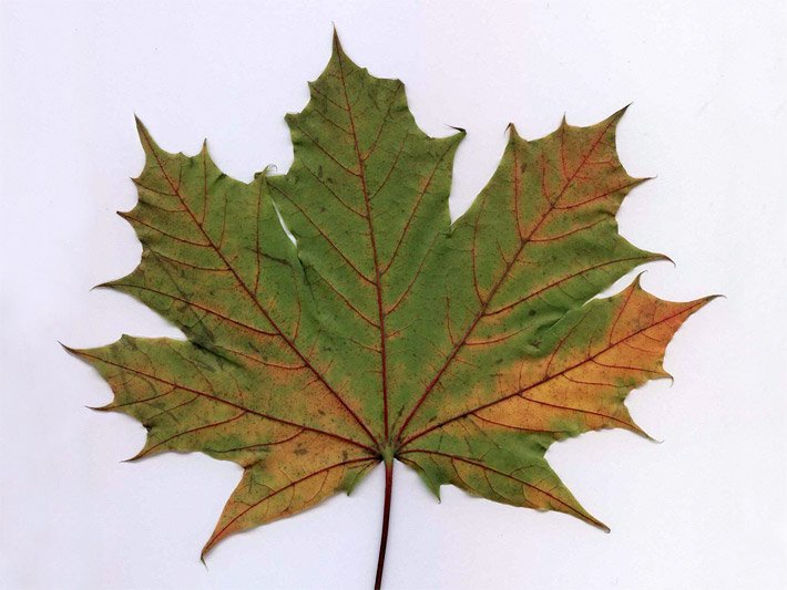 Welk werdendes Blatt auf weissem Hintergrund der Art Acer platanoides mit orange-braun beginnender Herbstfärbung