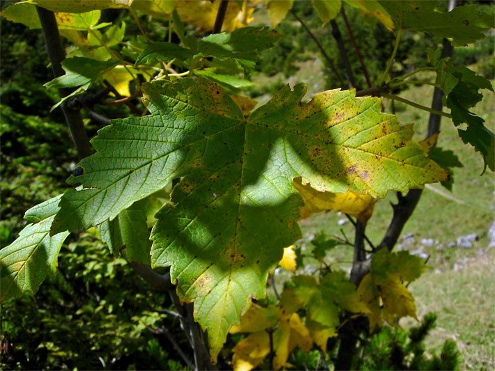 Ahornblatt der Art Acer pseudoplatanus an einem Ast