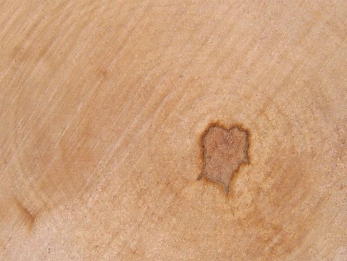 Unbehandeltes Brett aus Bergahorn-Holz im Profil