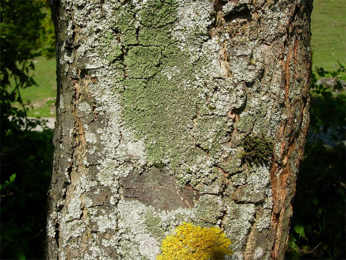 Braun-graue, rissige Ahornrinde von Acer campestre mit Flechten