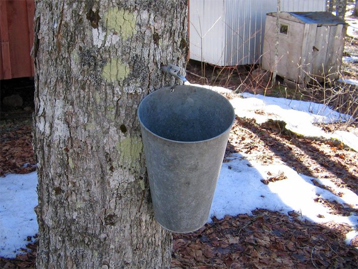 Traditionelle Ahornsirup-Gewinnung an einem Ahornstamm mit eingedrehtem Abflusshahn und daran hängendem Eimer, um den heraus fließenden Ahornsaft aufzufangen