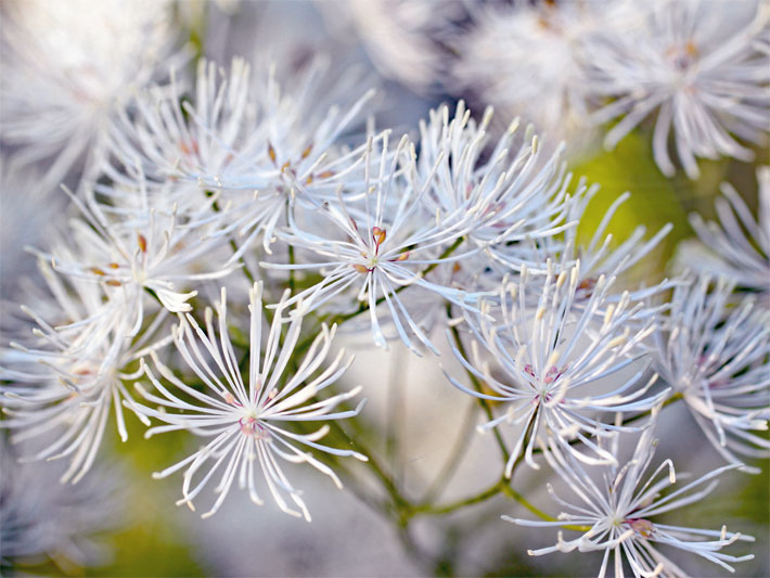 Lange, dünne, weiße Blüten einer Akeleiblättrigen Wiesenraute oder Amstelraute, botanischer Name Thalictrum aquilegiifolium