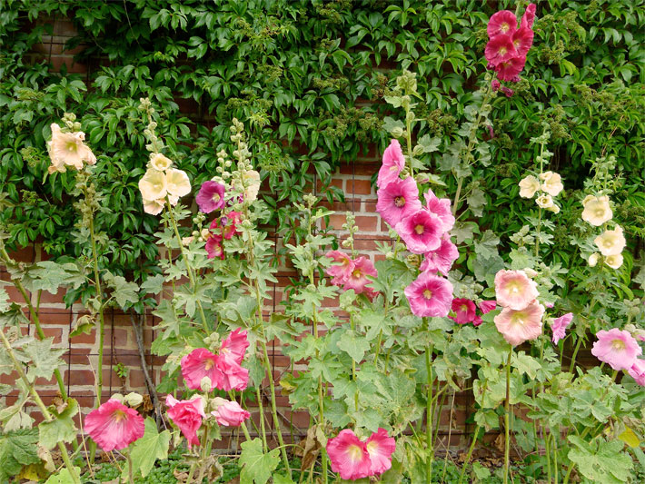 Gelb, rosa und rot blühende Gewöhnliche Stockrosen, botanischer Name Alcea rosea, vor einer Backstein-Mauer im Garten