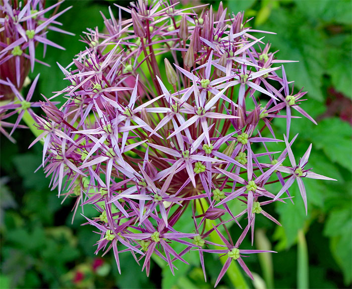 Metall-violette, sternförmige Blüten von einem Sternkugel-Lauch, botanischer Name Allium cristophii, die im Gesamten eine Kugel-Form ergeben 