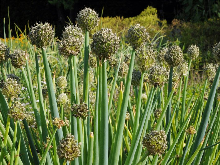 Blühende Winterzwiebeln mit kugelförmigen Blüten in einem Gemüse-Beet