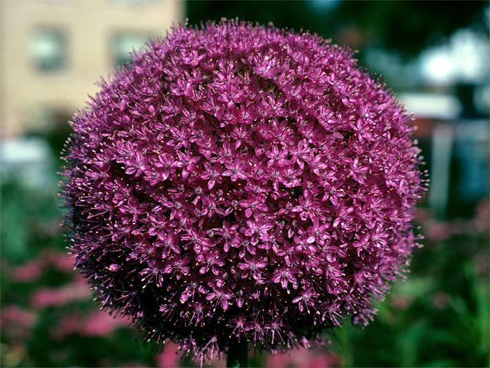 Violett und kugelförmig blühende Riesenlauch-Pflanze, botanischer Name Allium giganteum, der Sorte Globemaster in der Blütezeit