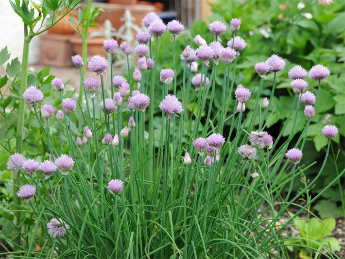 Allium schoenoprasum, auch Schnittlauch genannt, mit violetten Blüten